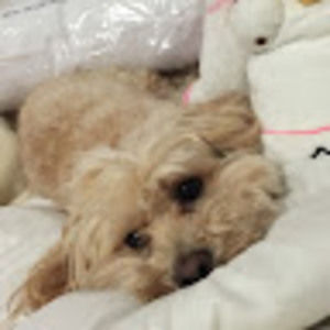 Meet your Posher, Lindsey